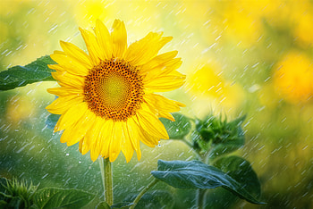 Sunflower, leaf, nature, tree HD wallpaper
