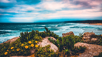 Coast, plants, rocks, sea, sky HD wallpaper