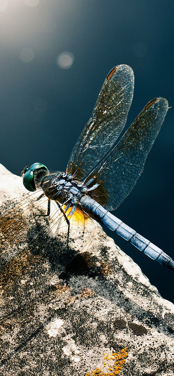 Animal dragonfly , XS Max, Dragonfly HD phone wallpaper