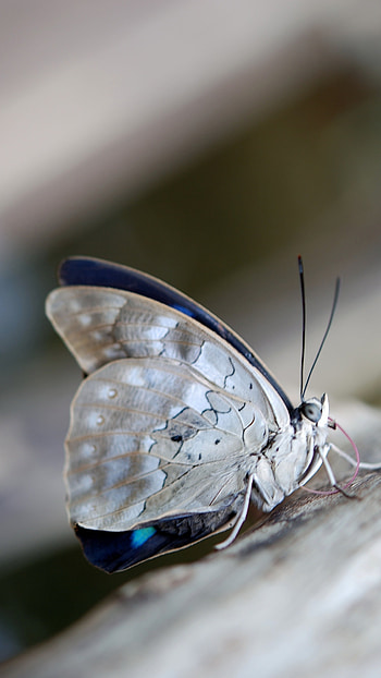 White Butterfly, Wonderful, Background HD phone wallpaper