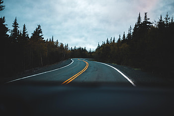 Road, Nature, Trees, Markup, Winding, Sinuous HD wallpaper