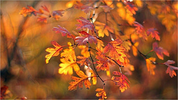 golden, autumn, leaf, nature, tree HD wallpaper