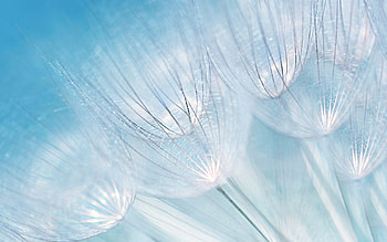 Macro, Dandelion, Fuzz, Fluff, Fragility HD wallpaper