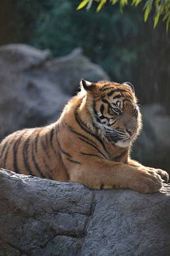 Animals, Predator, Big Cat, Tiger, Stripes, Streaks, Grozny, Fearsome HD phone wallpaper