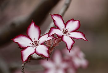 Vibrant Adenium flowers showcasing striking pink edges and delicate white petals. HD wallpaper