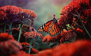Butterfly, wings, red, flower HD wallpaper