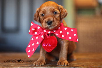 Puppy, sweet, animal, cute, valentine, red, card, heart, bow, caine HD wallpaper