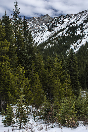 Winter, Nature, Trees, Mountains, Snow HD phone wallpaper