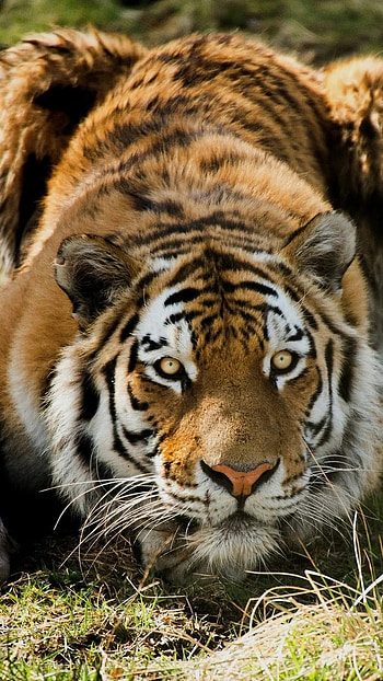 Tiger , Hunting HD phone wallpaper