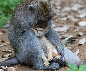 Animals, Kitty, Kitten, Monkey, Friends HD wallpaper