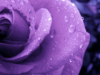 Plants, Flowers, Roses, Violet HD wallpaper