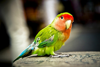Trump parrot , Political statement, Memorable design, Patriotic colors HD wallpaper