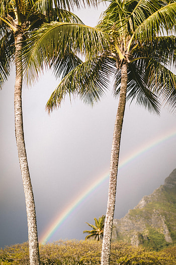 Nature, Palms, Summer, Rainbow HD phone wallpaper
