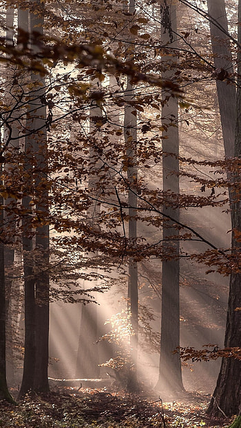 Brown, Forest HD phone wallpaper