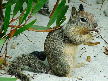 Tastes Good, sand, plants, eyes, eating, tail, arms, leaves, brown, animals, nature, mouth, squirrel HD wallpaper