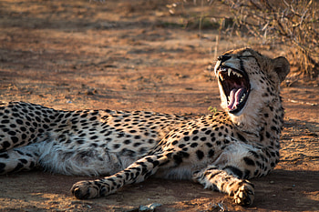 Animals, Cheetah, Predator, Fangs, To Fall, Mouth HD wallpaper