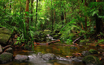 Diverse rainforest, Awe-inspiring beauty, Untamed wilderness, Nature's sanctuary HD wallpaper