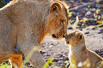 Lions, small lion, look, family HD wallpaper