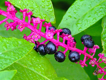 Leaves, Drops, Plant, Macro, Berry HD wallpaper