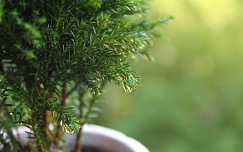 Plants, Grass, Leaves, Macro, Pot HD wallpaper