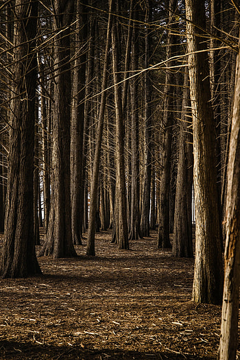 Nature, Trees, Forest, Brown HD phone wallpaper