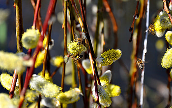 Insects, Bees HD wallpaper