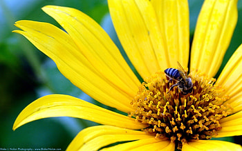 Plants, Flowers, Insects, Bees HD wallpaper