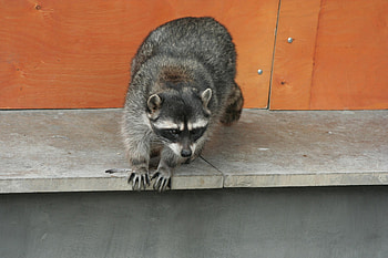 Animals, Spotty, Spotted, Climb, Raccoon HD wallpaper