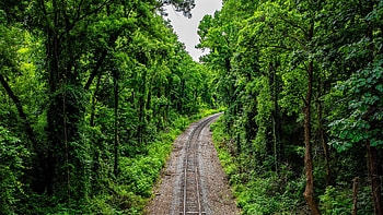 Railroad Between Trees Bushes Forest Under Blue Sky During Daytime Nature HD wallpaper