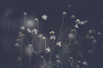 A captivating close-up of delicate wildflowers in a field captured with a moody, soft, and muted tone. HD wallpaper
