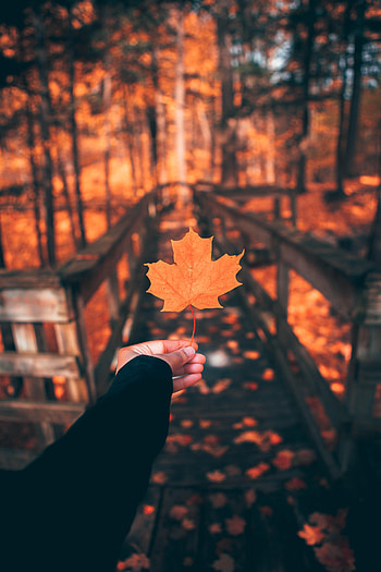 Autumn, Hand, Miscellanea, Miscellaneous, Sheet, Leaf, Maple HD phone wallpaper