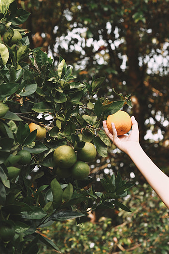 Oranges, Hand, Miscellanea, Miscellaneous, Fruit, Fetus, Gardens HD phone wallpaper