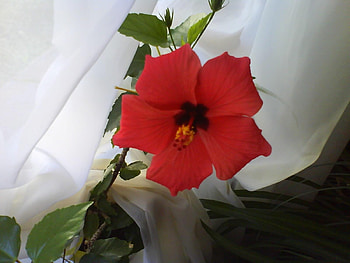 Plants, Flowers HD wallpaper