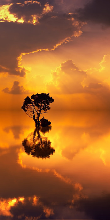 Tree Reflected in the Lake, cloud, tree, lake, nature HD phone wallpaper
