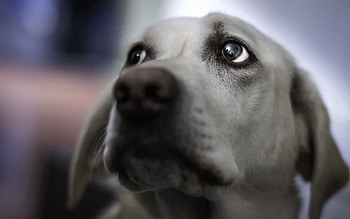 Animals, Dog, Muzzle, Blur, Smooth, Grey, Sight, Opinion HD wallpaper