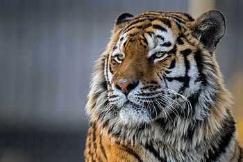 Tiger Closeup , tiger, animals, closeup HD wallpaper