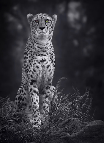 Animals, Cheetah, Predator, Big Cat, Bw, Chb, Monochrome HD phone wallpaper