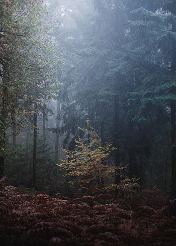 Nature, Trees, Leaves, Forest, Fog, Gloomy, Gloomily HD phone wallpaper