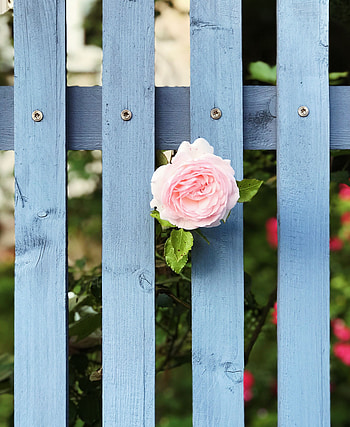 Flowers, Pink, Flower, Rose Flower, Rose, Bloom, Flowering, Fence HD phone wallpaper