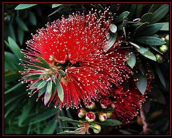 Red bottlebrush flower, red bottlebrush, australia, flower HD wallpaper