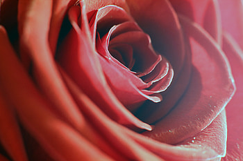 Flower, Macro, Rose Flower, Rose, Petals HD wallpaper