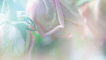 Rose So Light, pastel, rose, pink, muted, flowers HD wallpaper