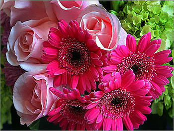 Gerbers & Roses for Cleo48, pink, white, roses, green, gerbers, flowers HD wallpaper
