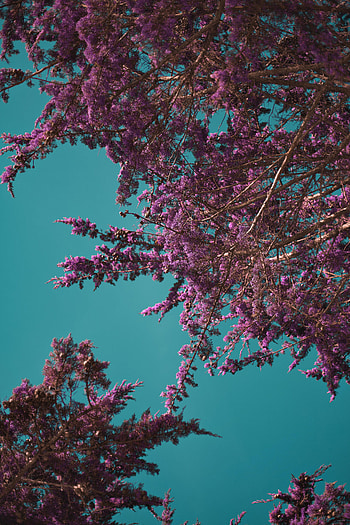 Nature, Flowers, Branches, Bloom, Flowering, Spring HD phone wallpaper
