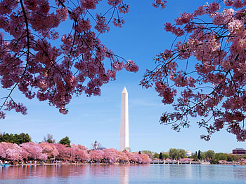 Washington Monument, Washington DC Skyline HD wallpaper