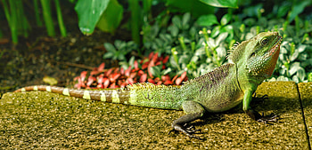 Animals, Color, Lizard, Reptile HD wallpaper