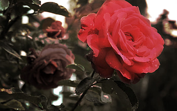 Flower, Plant, Macro, Rose Flower, Rose, Bud, Branch HD wallpaper