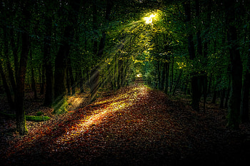 Nature, Trees, Autumn, Forest, Path, Sunlight HD wallpaper