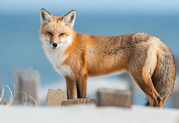 Fox, animal, tail, snow HD wallpaper
