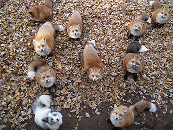 Animals, Fox HD wallpaper
